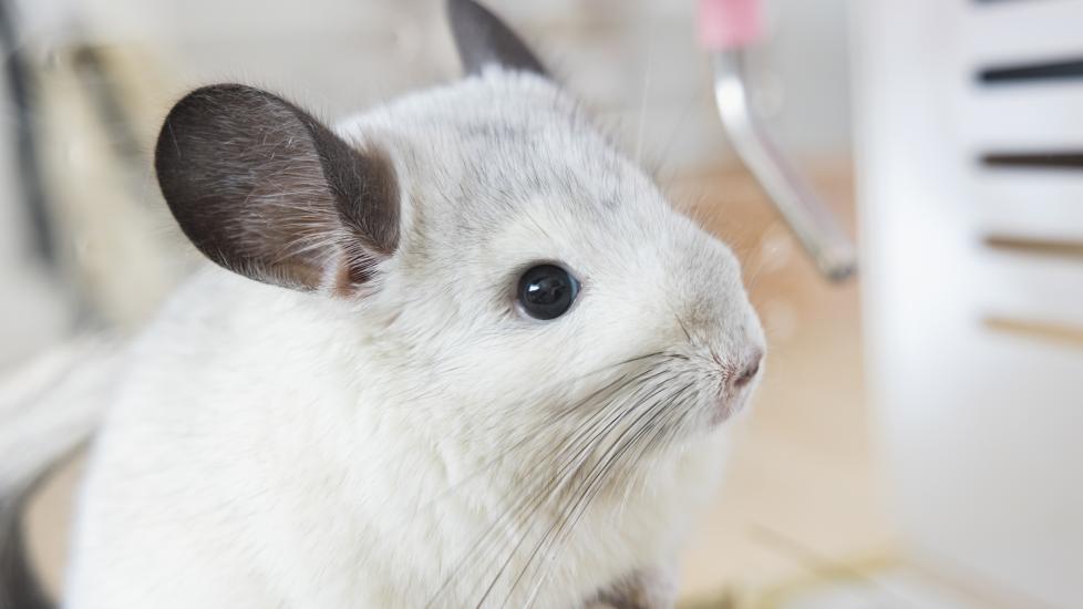chinchilla care guide; a chinchilla sits in their enclosure, looking happy.